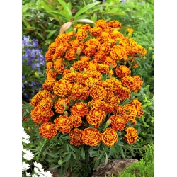 French marigold "Fiesta" - 315 seeds
