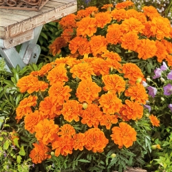 French marigold Tangerine - 1 kg