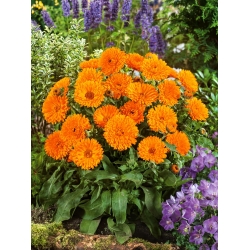 Orange flowered pot marigold; ruddles, common marigold, Scotch marigold