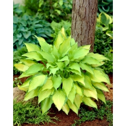Lady Guinevere hosta, plantain lily - dark pink flower - XL pack - 50 pcs