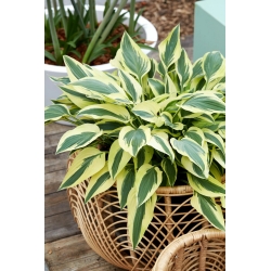 Lakeside Dragonfly hosta, plantain lily - XL pack - 50 pcs