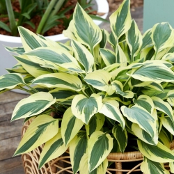 Lakeside Dragonfly hosta, plantain lily - XL pack - 50 pcs