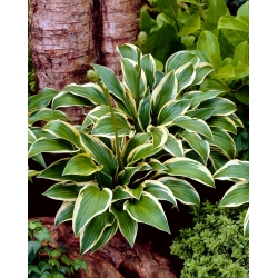 Queen Josephine hosta, plantain lily - XL pack - 50 pcs