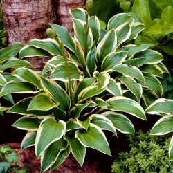 Queen Josephine hosta, plantain lilja - XL pakkaus - 50 kpl