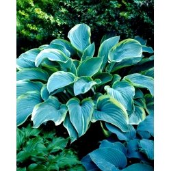 Regal Splendor hosta, plantain lily - XL pack - 50 pcs