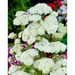 White Beauty rebríček obyčajný - biele kvety - XL balenie - 50 ks - 