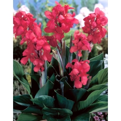 Crimson Beauty Canna Lily - XL-Packung - 50 Stk - 