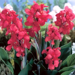 Crimson Beauty Canna Lily - XL-Packung - 50 Stk - 