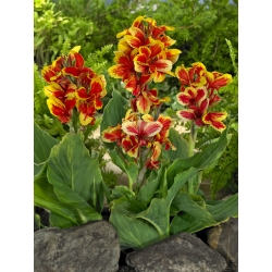 Queen Charlotte canna lily - XL förpackning - 50 st