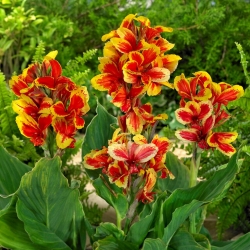 Queen Charlotte Canna Lily - XL-Packung - 50 Stk - 