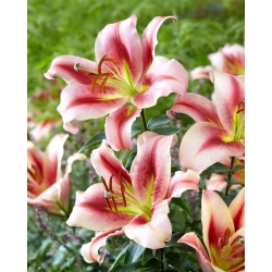 Tree Lily - Olympic Torch - GIGA Pack! - 50 pcs.