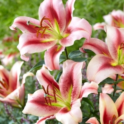 Tree Lily - Olympic Torch - GIGA Pack! - 50 pcs.