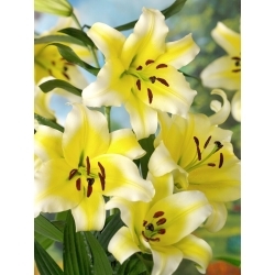 Tree Lily - Conca D'or - GIGA Pack! - 50 pcs.