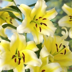 Tree Lily - Conca D'or - Large Pack! - 10 pcs.