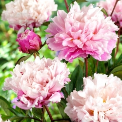 Peony, Paeonia - Peaches and Cream - Seedling - Large Pack! - 10 pcs
