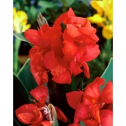 Canna Lily - Red Beauty - GIGA Pack! - 50 pcs.