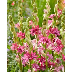 Roze tuberoos - Polianthes Kers - 1 st - 