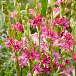 Pink tuberose - Polianthes Cherry - 1 pc
