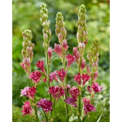 Dark Pink Fragrant Tuberose - Polianthes Love - Large Pack! - 10 pcs