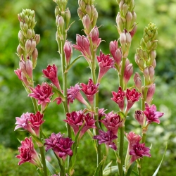Dark Pink Fragrant Tuberose - Polianthes Love - GIGA Pack! - 50 pcs