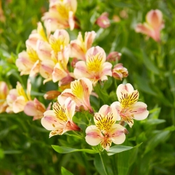 Peruvian Lily - Alstroemeria Majestic Layon - Large Pack! - 10 pcs.