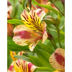 Peruvian lily - Alstroemeria Marguerite - 1 pc