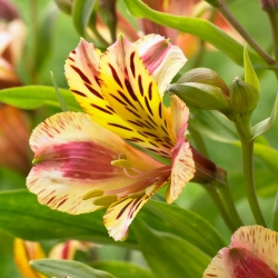 Peruvian Lily - Alstroemeria Marguerite - Large Pack! - 10 pcs.