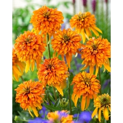 Double-flowered coneflower - Marmalade - 1 pc
