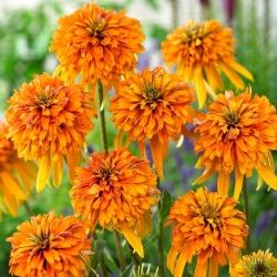 Coneflower Double - Marmalade - Large Pack! - 10 pcs.