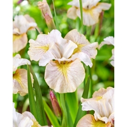 Iris siberiano - Velo de limón