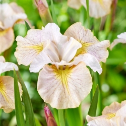 Siberische iris - Citroensluier - 