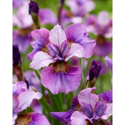 Iris siberiano - Luce del cuore - 