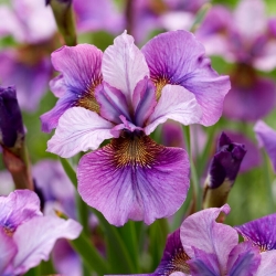 Sibirisk iris - Hjärtats ljus