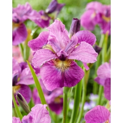 Siberian Iris - See Ya Later - Large Pack! - 10 pcs.
