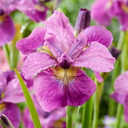 Siberische iris - Zie je later - 