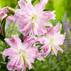 Lily - Lotus Elegance - oriental, flor dupla