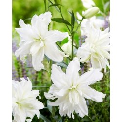 Lily - Lotus Ice - oriental, de flores dobles