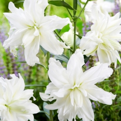 Lily - Lotus Ice - oriental, flor dupla - 