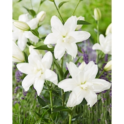 Lilie - Lotus Pure - orientalisch, doppelblütig - 