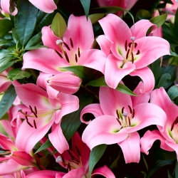 Tree lily - Pink Palace
