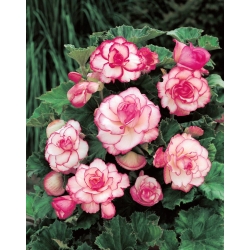 Begonia - Rosebud - roze bloemen - 2 st - 