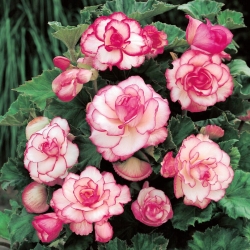 Begonia - Rosebud - flores rosas - 2 piezas
