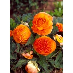 Double-flowered begonia - copper red - 2 pcs