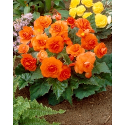 Begonia multiflor - Multiflora Maxima - flores naranjas - 2 piezas