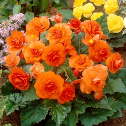 Begónia viackvetá - Multiflora Maxima - oranžové kvety - 2 ks