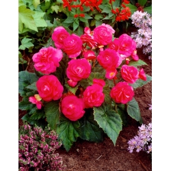 Многоцветна бегония - Multiflora Maxima - розови цветове - 2 бр - 