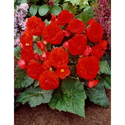 Többvirágú begónia - Multiflora Maxima - piros virágok - 2 db.