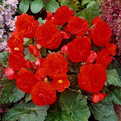 Begónia viackvetá - Multiflora Maxima - červené kvety - 2 ks