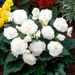Daugiažiedė begonija - Multiflora Maxima - balti žiedai - 2 vnt.