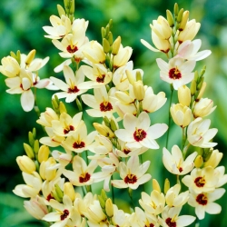 Koruzna lilija (Ixia) - Marquette - 25 kos